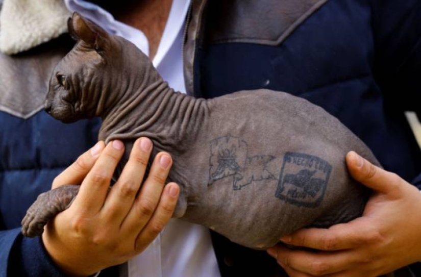 A tattooed cat has been released from a Mexican prison