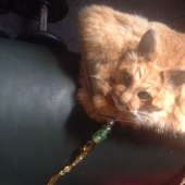 A taxidermist from New Zealand provoked a scandal by auctioning a handbag made of a cat A taxidermist from New Zealand provoked a scandal by auctioning a handbag made of a cat