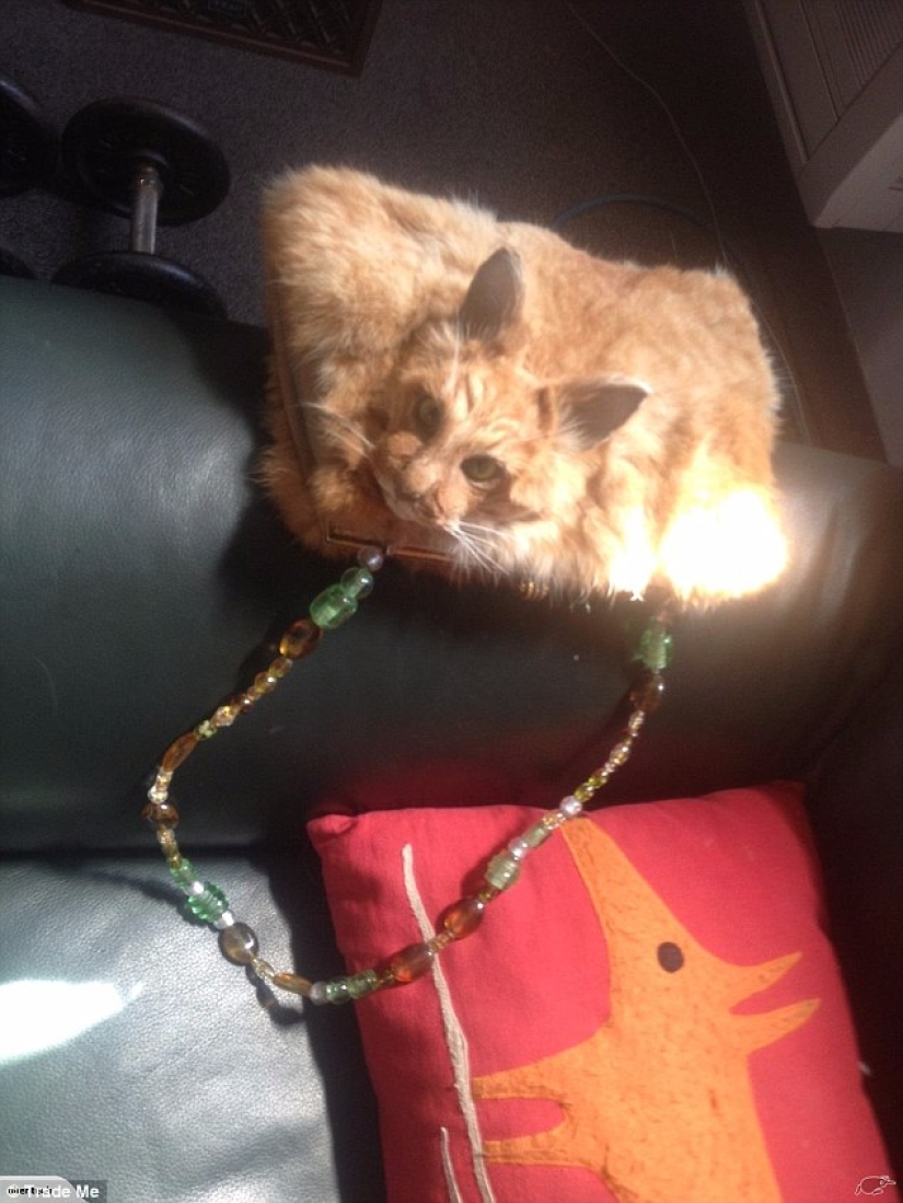 A taxidermist from New Zealand provoked a scandal by auctioning a handbag made of a cat