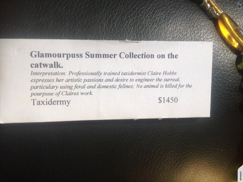 A taxidermist from New Zealand provoked a scandal by auctioning a handbag made of a cat