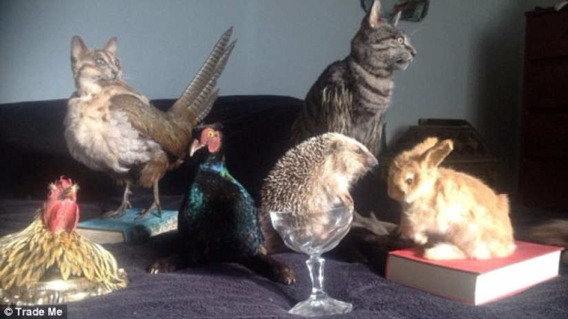 A taxidermist from New Zealand provoked a scandal by auctioning a handbag made of a cat