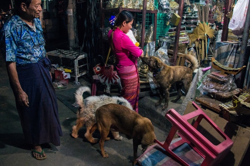 A touching story about a girl who saves stray dogs A touching story about a girl who saves stray dogs