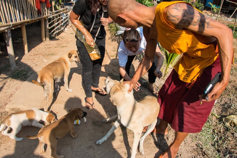 A touching story about a girl who saves stray dogs A touching story about a girl who saves stray dogs