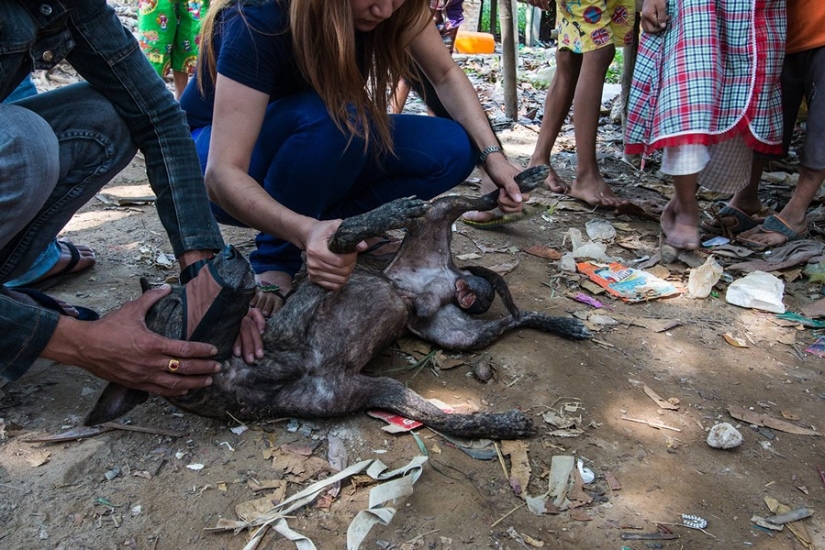 A touching story about a girl who saves stray dogs A touching story about a girl who saves stray dogs