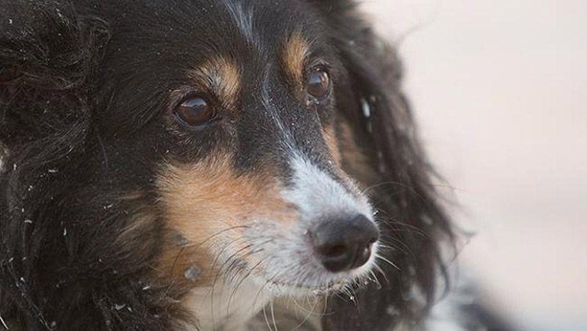 A touching story: Beloved pet was found under the rubble of the house