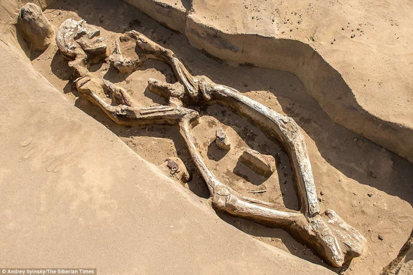 A unique burial with a "dancing" skeleton has been discovered in Siberia