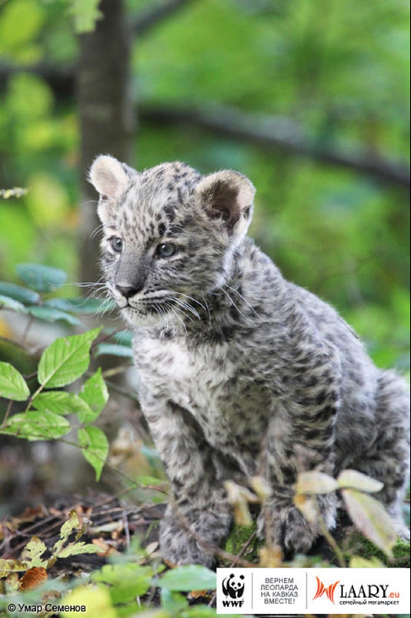A unique representative of an endangered species