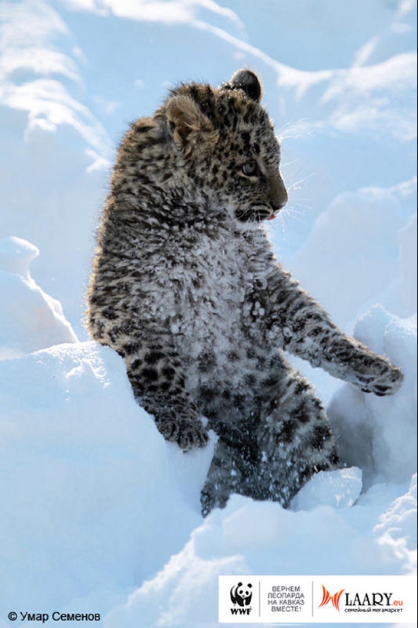 A unique representative of an endangered species