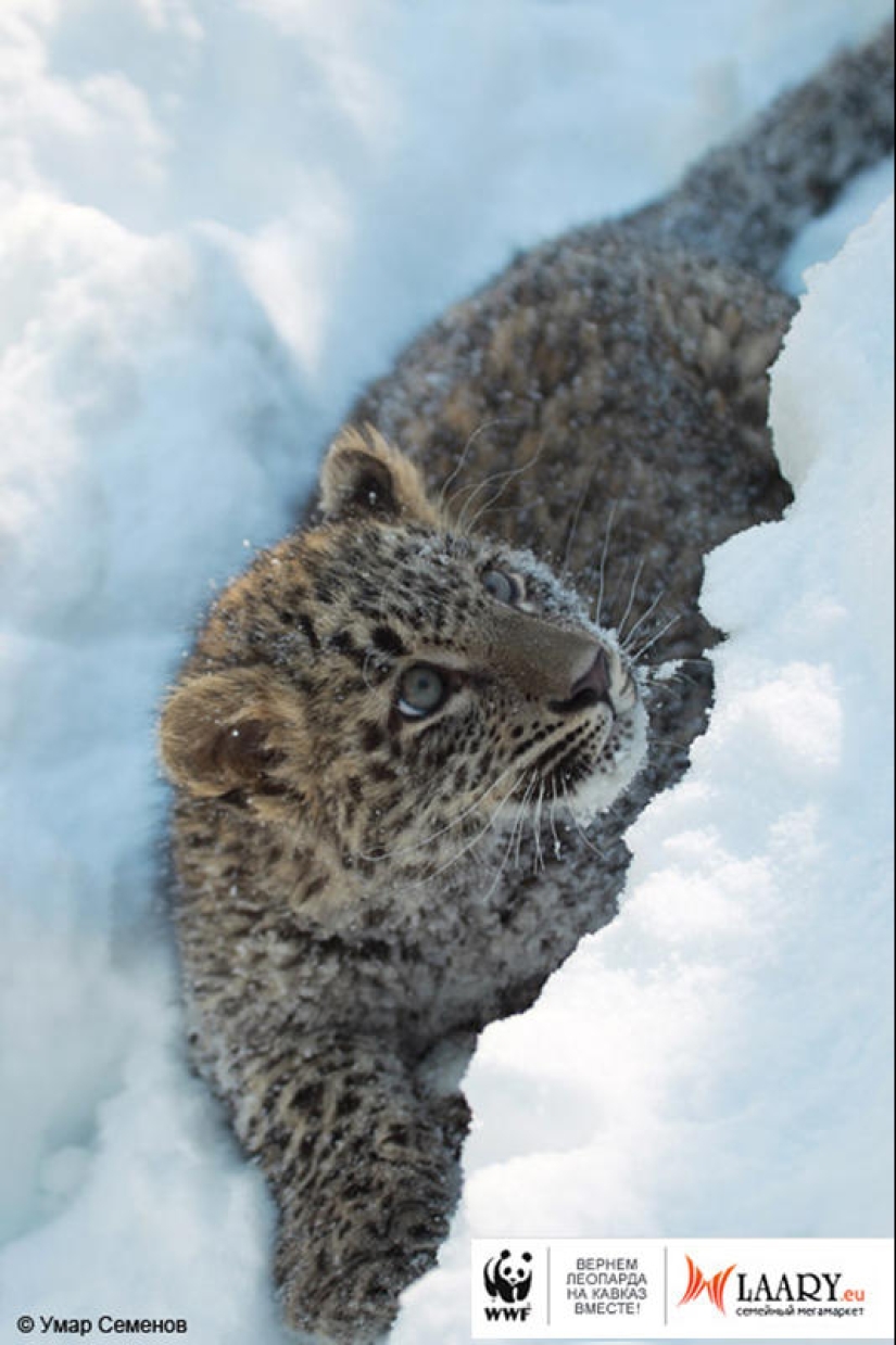 A unique representative of an endangered species