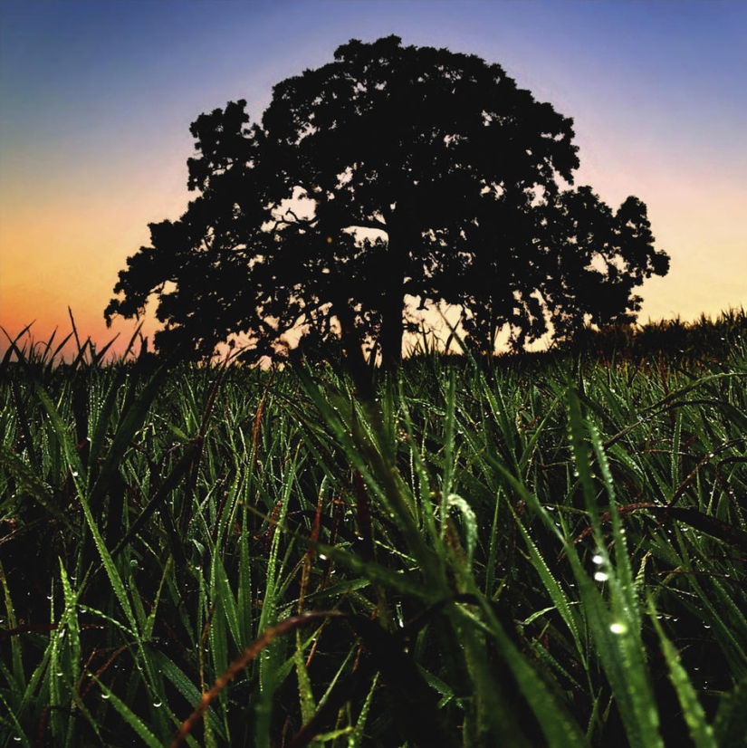 A year in the life of a tree