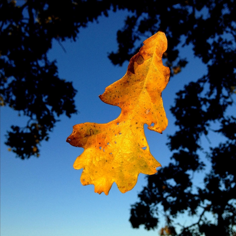 A year in the life of a tree