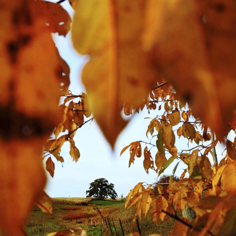 A year in the life of a tree