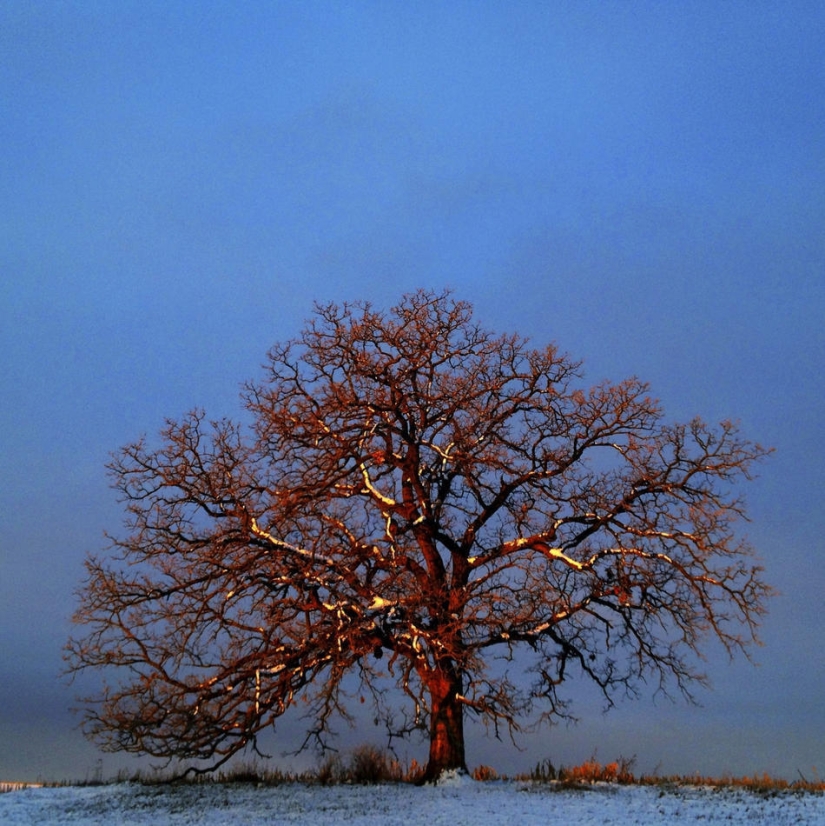 A year in the life of a tree