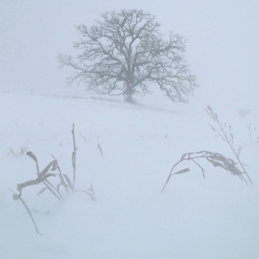A year in the life of a tree