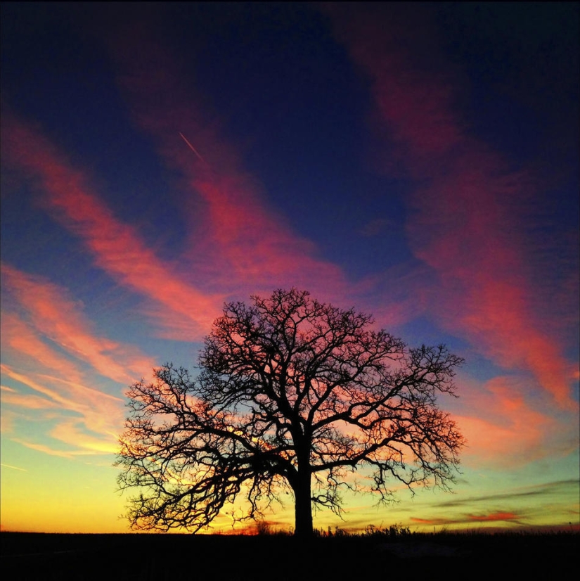 A year in the life of a tree
