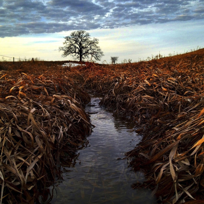 A year in the life of a tree