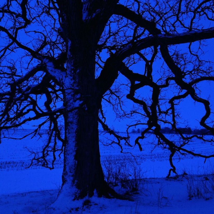 A year in the life of a tree