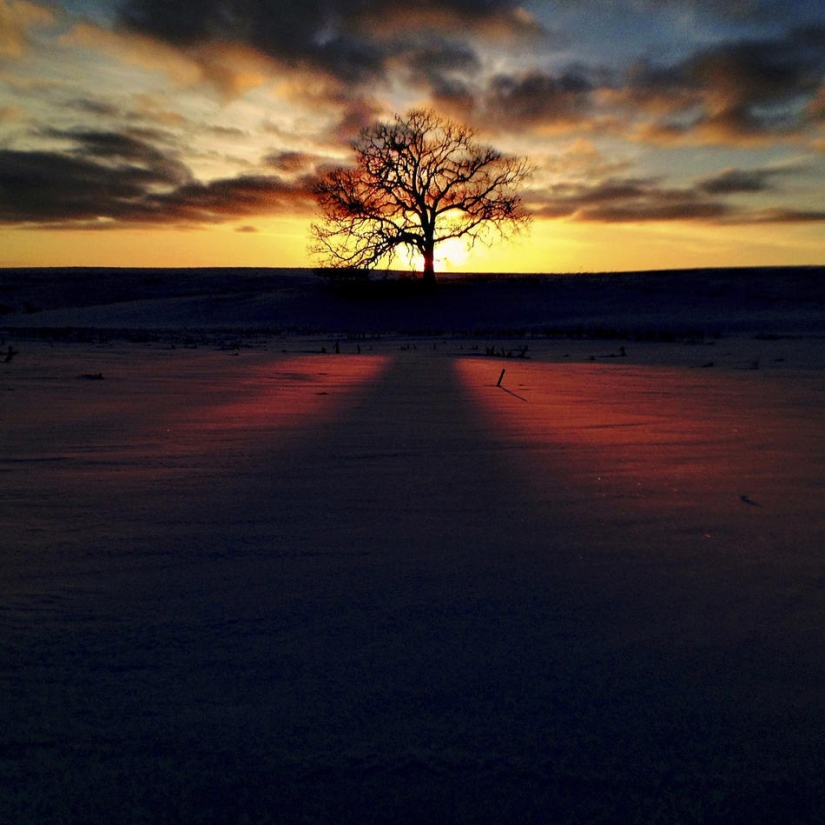 A year in the life of a tree
