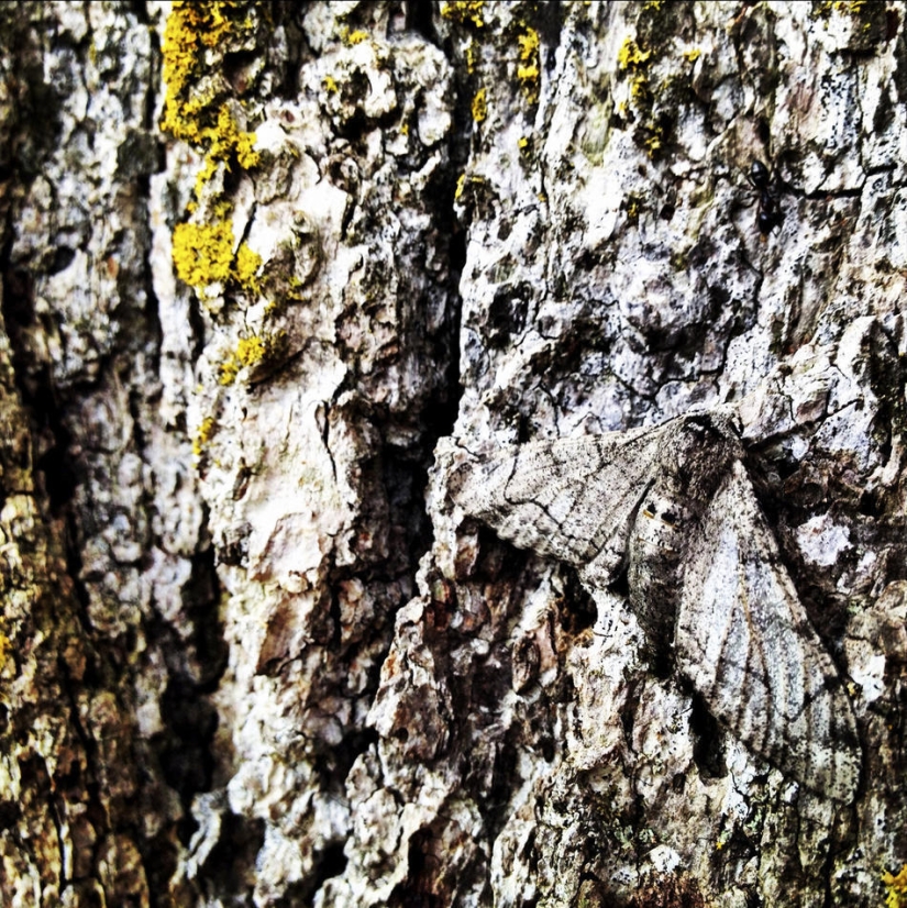 A year in the life of a tree
