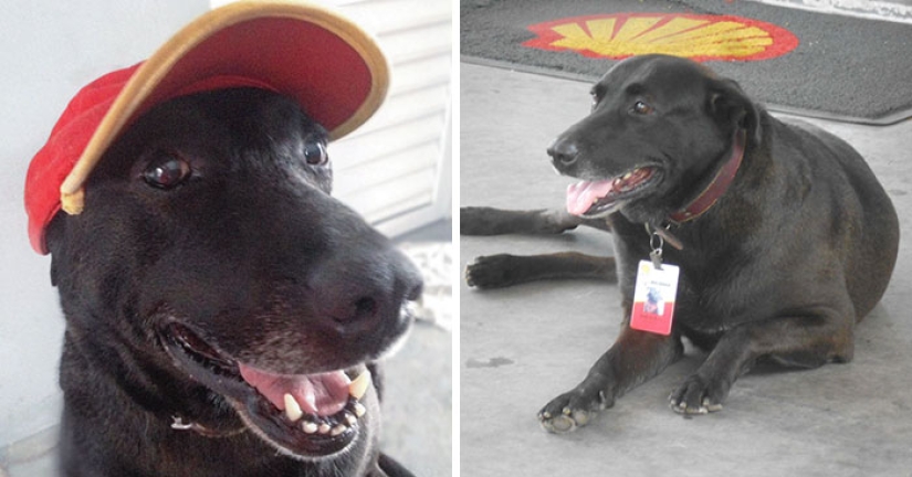 Abandonado en la gasolinera, el perro consiguió un trabajo y el amor de los nuevos dueños