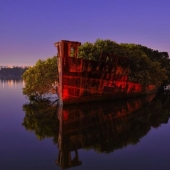 Abandoned ship SS Ayrfield - floating mangrove forest