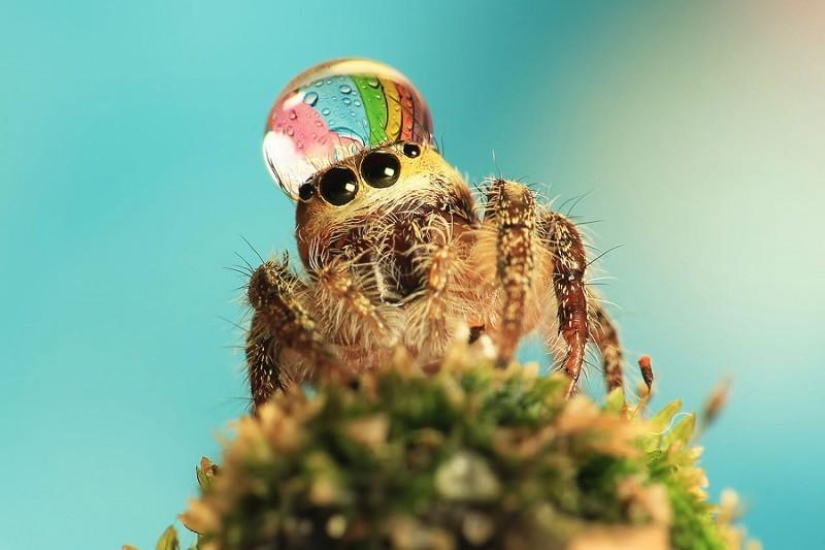 Adorable spiders in hats made of water Adorable spiders in hats made of water