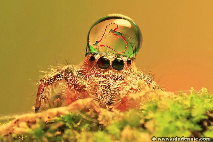 Adorable spiders in hats made of water Adorable spiders in hats made of water