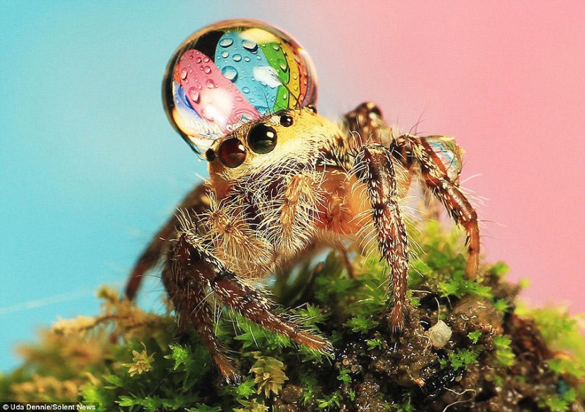Adorable spiders in hats made of water Adorable spiders in hats made of water