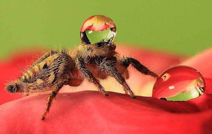 Adorable spiders in hats made of water Adorable spiders in hats made of water