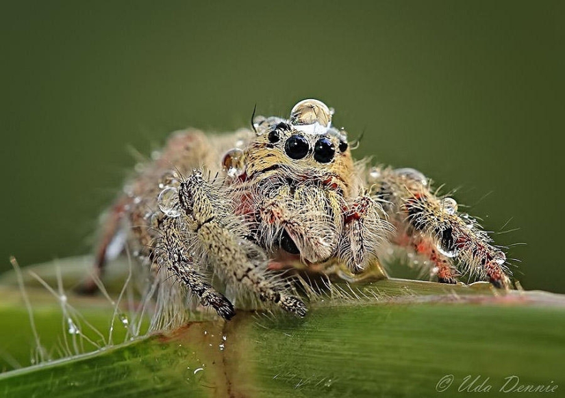 Adorable spiders in hats made of water Adorable spiders in hats made of water