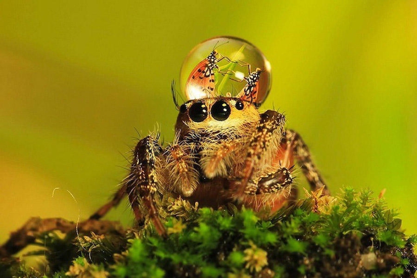 Adorable spiders in hats made of water Adorable spiders in hats made of water