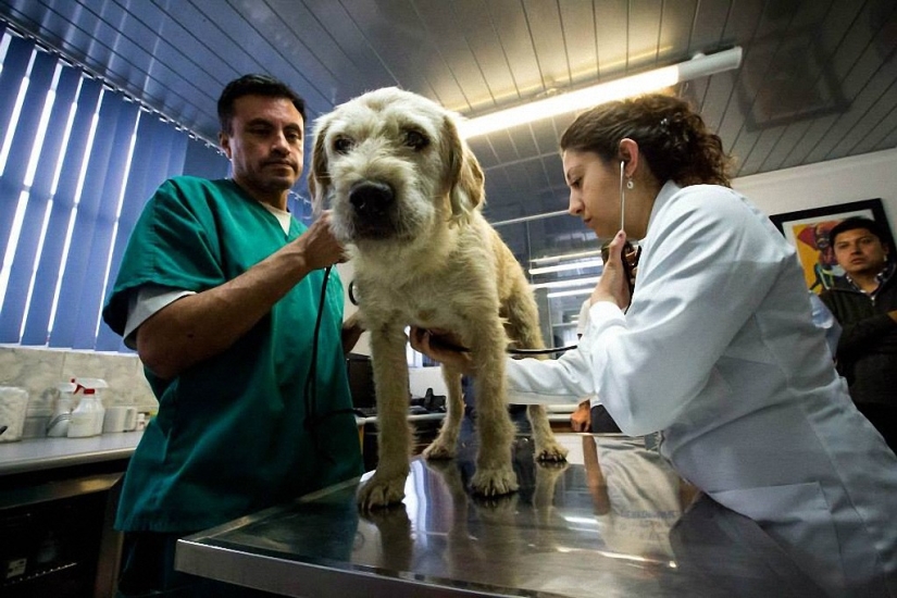 Adventure Race Winning Dog Story