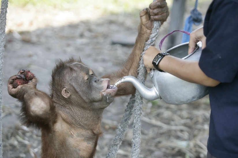 Agua-agua, lávame la cara: bañar a un bebé orangután Agua-agua, lávame la cara: bañar a un bebé orangután
