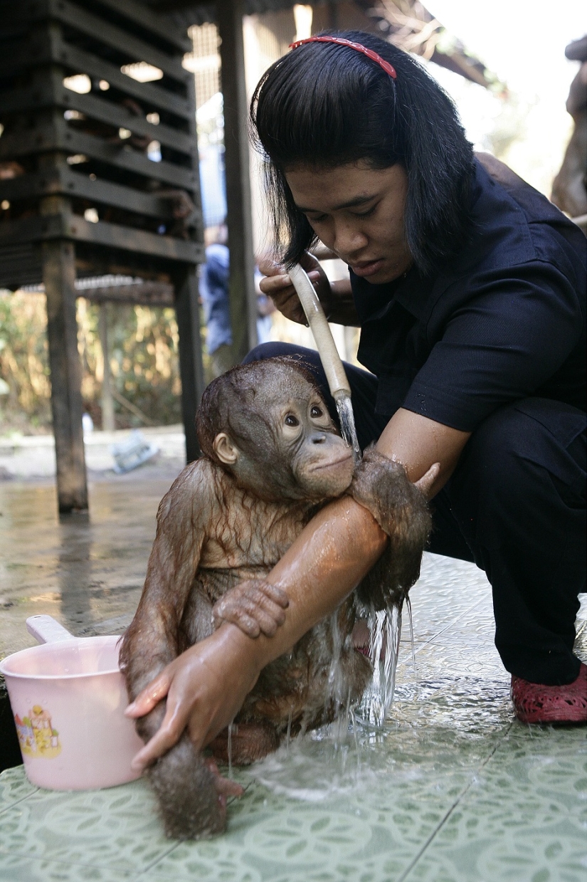 Agua-agua, lávame la cara: bañar a un bebé orangután Agua-agua, lávame la cara: bañar a un bebé orangután