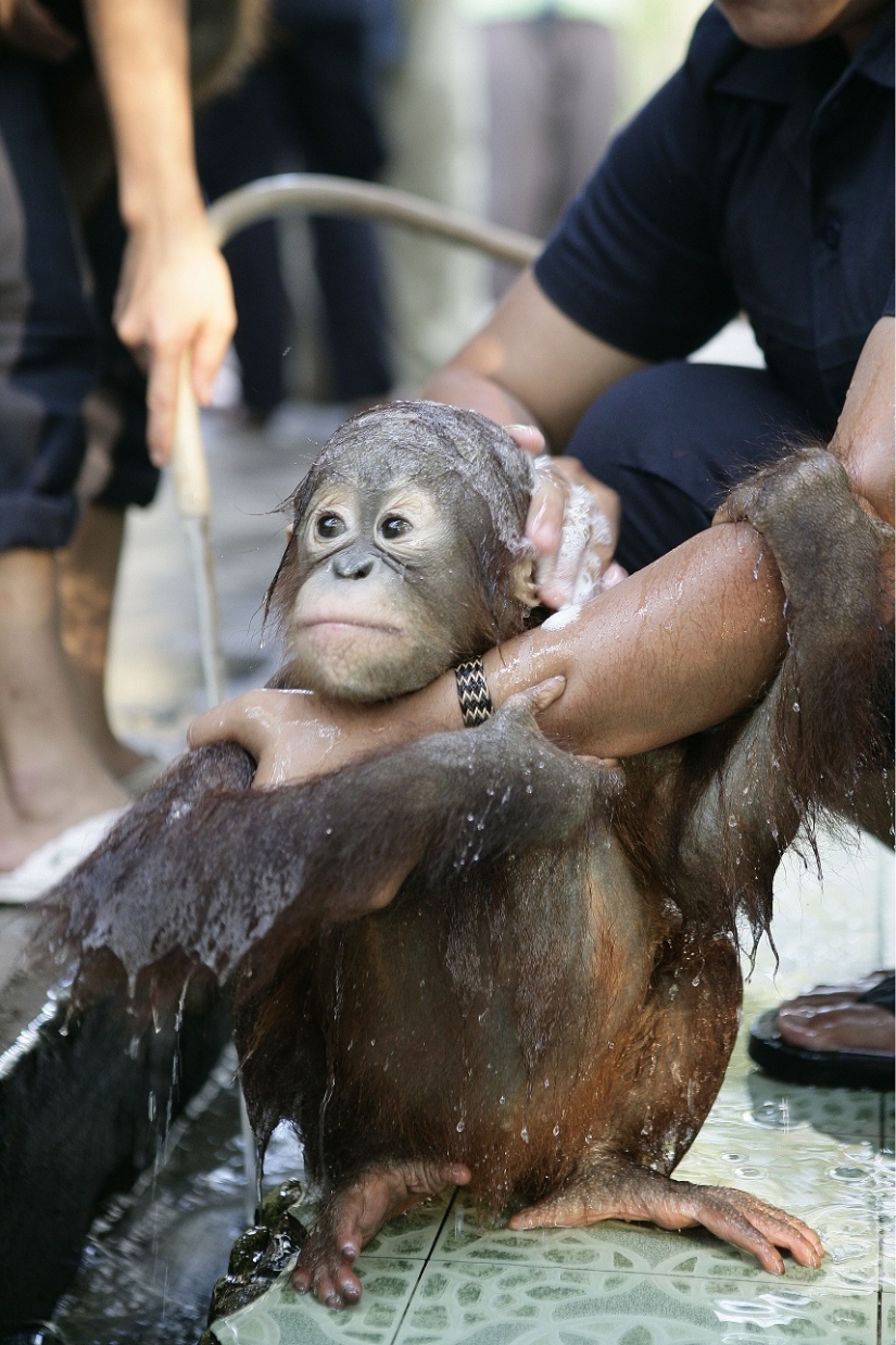 Agua-agua, lávame la cara: bañar a un bebé orangután Agua-agua, lávame la cara: bañar a un bebé orangután