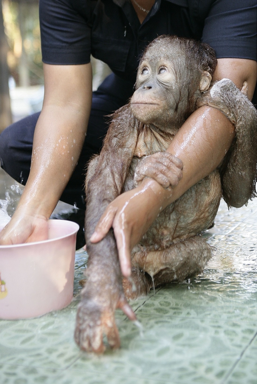 Agua-agua, lávame la cara: bañar a un bebé orangután Agua-agua, lávame la cara: bañar a un bebé orangután