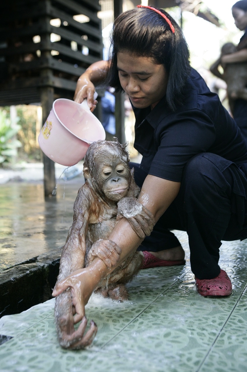 Agua-agua, lávame la cara: bañar a un bebé orangután Agua-agua, lávame la cara: bañar a un bebé orangután