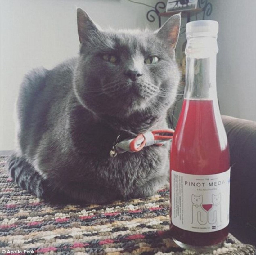 Ahora puedes tintinear vasos y beber con el gato