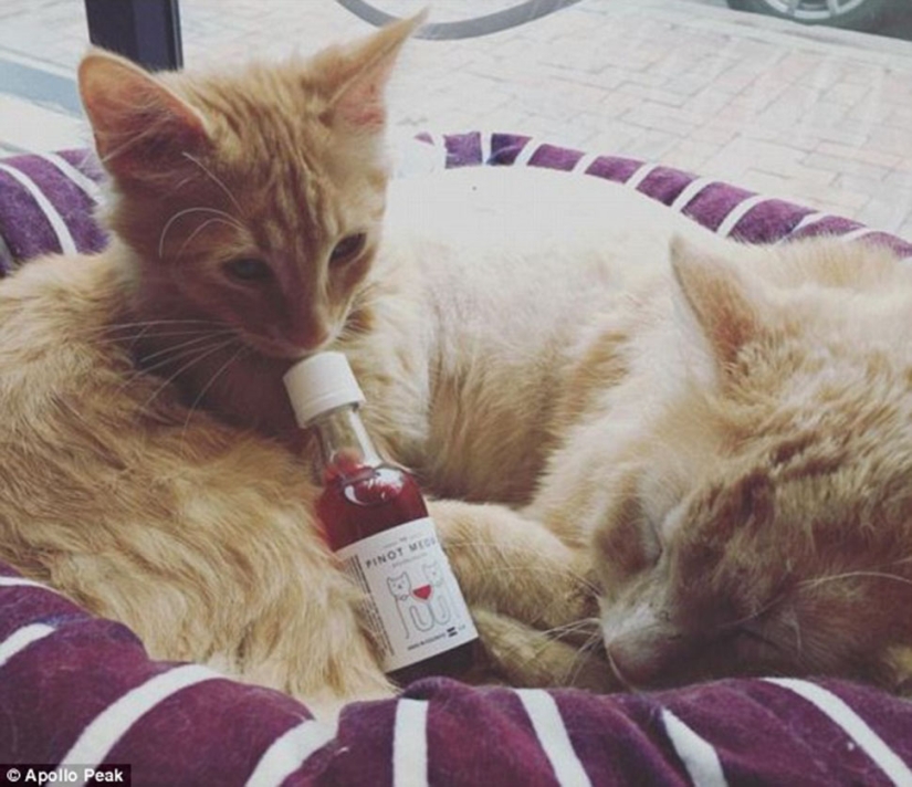 Ahora puedes tintinear vasos y beber con el gato