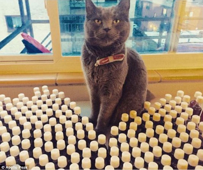 Ahora puedes tintinear vasos y beber con el gato