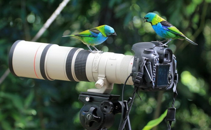 Ahora un pájaro volará fuera de aquí Ahora un pájaro volará fuera de aquí