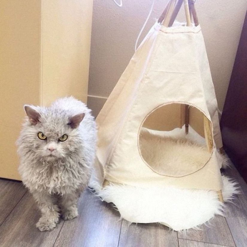 ¿Albert es el gato más malvado de Internet?