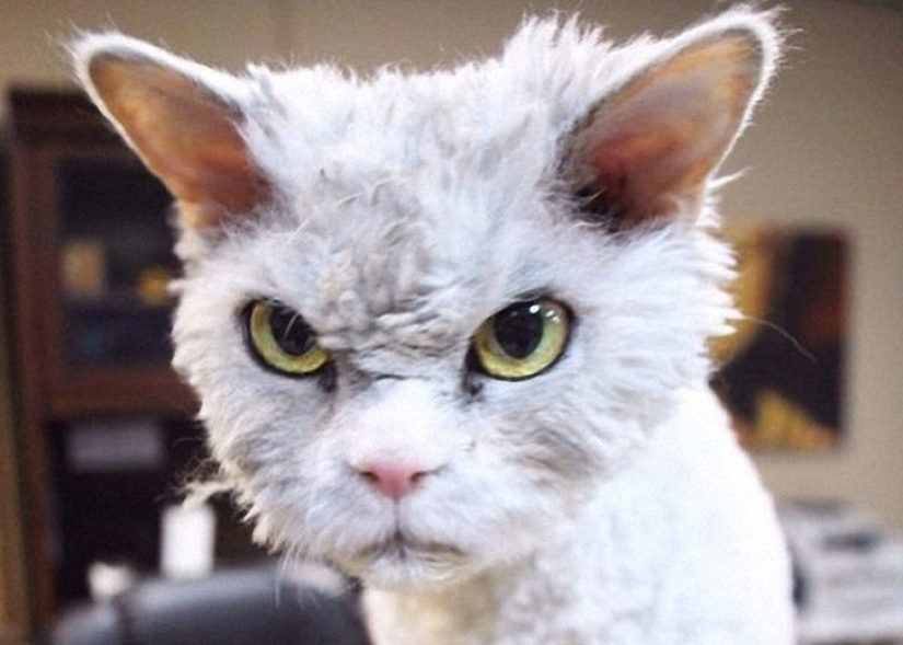 Albert is the most evil cat on the internet? Albert is the most evil cat on the internet?
