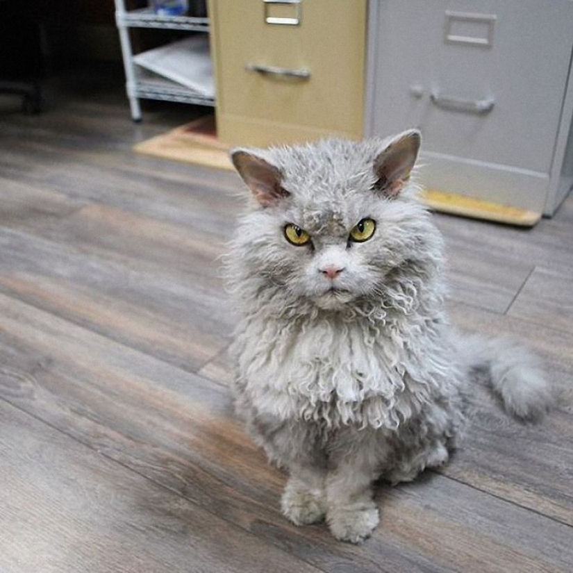 Albert is the most evil cat on the internet? Albert is the most evil cat on the internet?