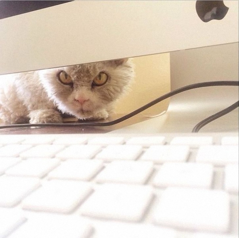 Albert is the most evil cat on the internet? Albert is the most evil cat on the internet?