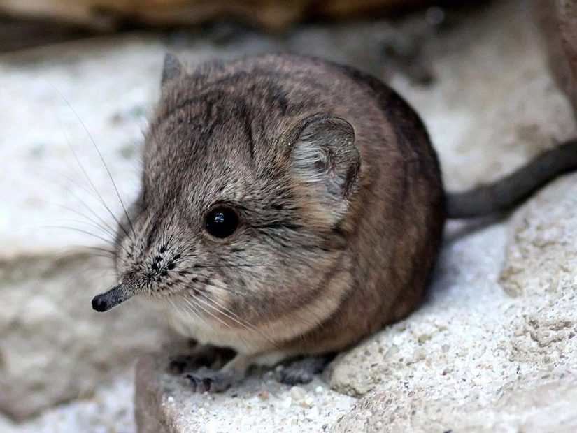 Alexander Lukashenko and other laureates of the Ig Nobel Prize 2013 Alexander Lukashenko and other laureates of the Ig Nobel Prize 2013