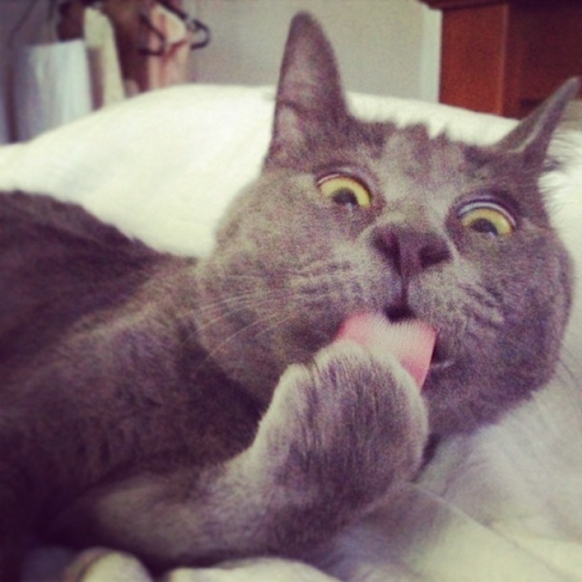 Algo anda mal con Kevin: este gato siempre parece sorprendido