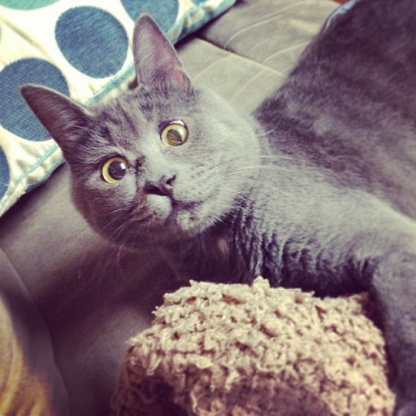 Algo anda mal con Kevin: este gato siempre parece sorprendido