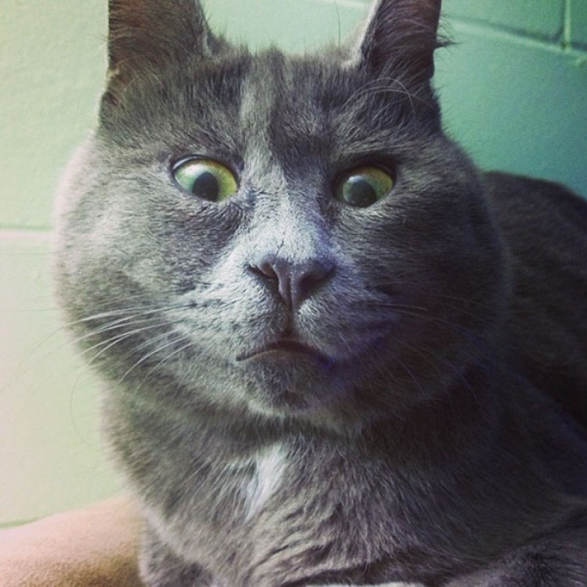 Algo anda mal con Kevin: este gato siempre parece sorprendido