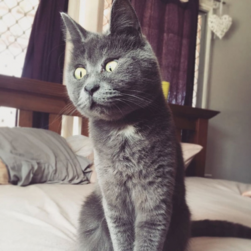 Algo anda mal con Kevin: este gato siempre parece sorprendido